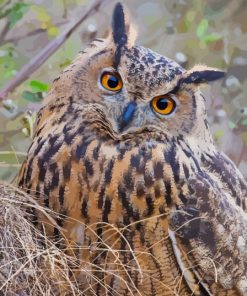 Cute Eurasian Eagle Owl Paint By Numbers