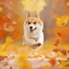 Dog Jumping In Leaves Paint By Numbers
