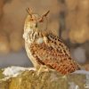 Eurasian Eagle Owl In Snow Paint By Numbers