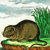 European Water Vole Rodent Paint By Numbers