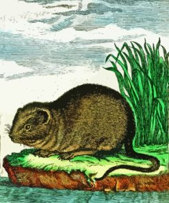 European Water Vole Rodent Paint By Numbers