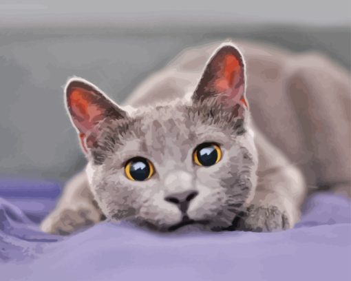 Grey Kitty Paint By Numbers
