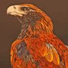 Illustration Wedge Tailed Eagle Paint By Numbers