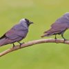 Jackdaw Birds On Stick Paint By Numbers