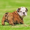 Little Old English Bulldog Paint By Numbers