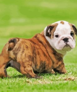 Little Old English Bulldog Paint By Numbers