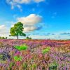 New Forest National Park Purple Heather Paint By Numbers