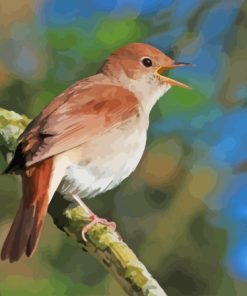 Nightingale Paint By Numbers