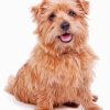 Norfolk Terrier Dog Pet Paint By Numbers