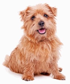 Norfolk Terrier Dog Pet Paint By Numbers