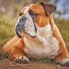 White And Brown Old English Bulldog Paint By Numbers
