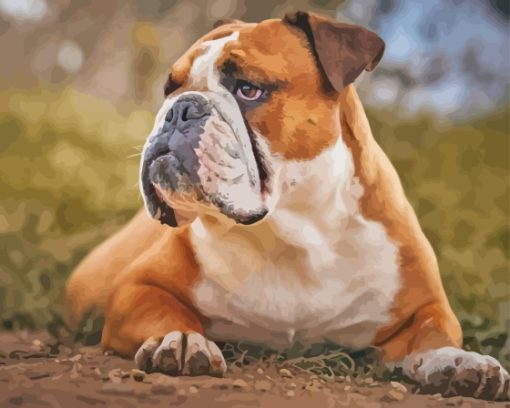 White And Brown Old English Bulldog Paint By Numbers