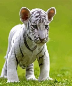 White Tiger Cub Paint By Numbers