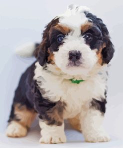Black And White Aussiedoodle Paint By Numbers