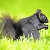 Black Squirrel Eating Walnut Paint By Numbers