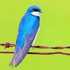 Blue Tree Swallow Bird Paint By Numbers