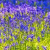 Bluebells Flowering On Meadow Paint By Numbers