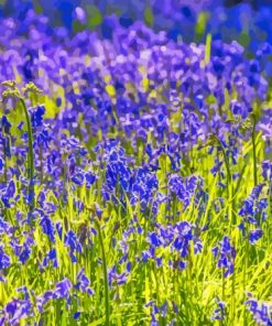 Bluebells Flowering On Meadow Paint By Numbers
