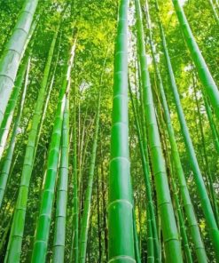 Green Bamboo Plant Forest Paint By Numbers
