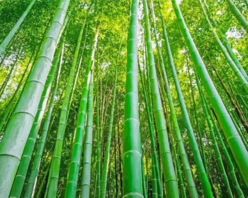 Green Bamboo Plant Forest Paint By Numbers