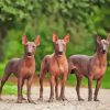 Mexican Hairless Dogs Paint By Numbers