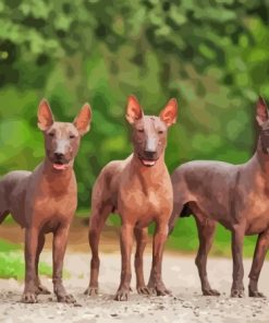 Mexican Hairless Dogs Paint By Numbers