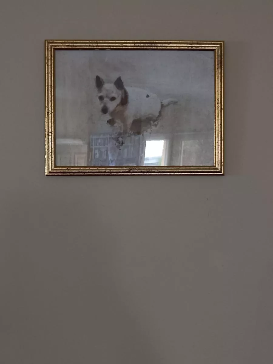 Custom Paint By Numbers​ Pets 2