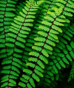 Fern Leaves Paint Numbers