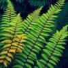 Fern Study Paint Numbers