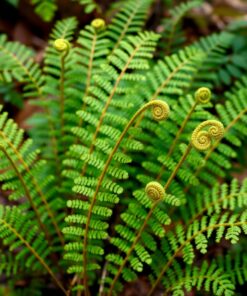 Fern Study Paint Numbers