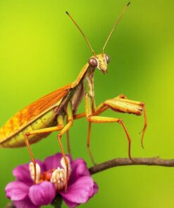 Botanical Study Paint Numbers