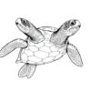 Turtle Illustration Paint Numbers
