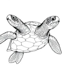 Turtle Illustration Paint Numbers