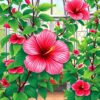 Conservatory Hibiscus Paint Numbers