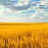 Awakening Golden Grasslands Paint By Numbers
