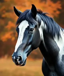 Black And White Horse paint by numbers