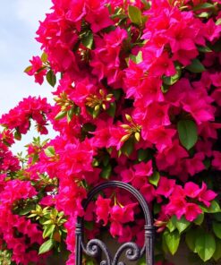 Antique Iron Paint Numbers