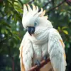 Canopy Resting White Cockatoo Paint By Numbers