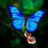 Catching The Blue Morpho Paint By Numbers