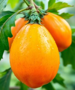 Papaya Fruit Paint Numbers