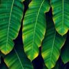 Banana Leaves Paint Numbers
