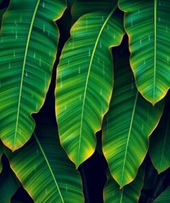 Banana Leaves Paint Numbers