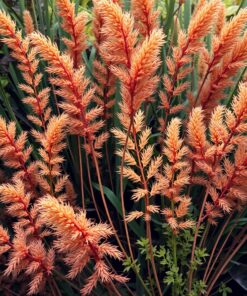 Withered Fronds Paint Numbers