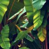 Banana Leaves Paint Numbers