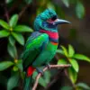 Emerald Shadows Collared Trogon Paint By Numbers