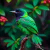 Emerald Shadows Collared Trogon paint by numbers