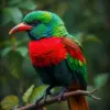 Emerald Toucanet Vintage Storm Paint By Numbers