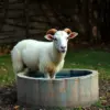 Ewe At Antique Trough Paint By Numbers