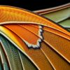 Wing Macro Paint Numbers