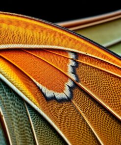Wing Macro Paint Numbers
